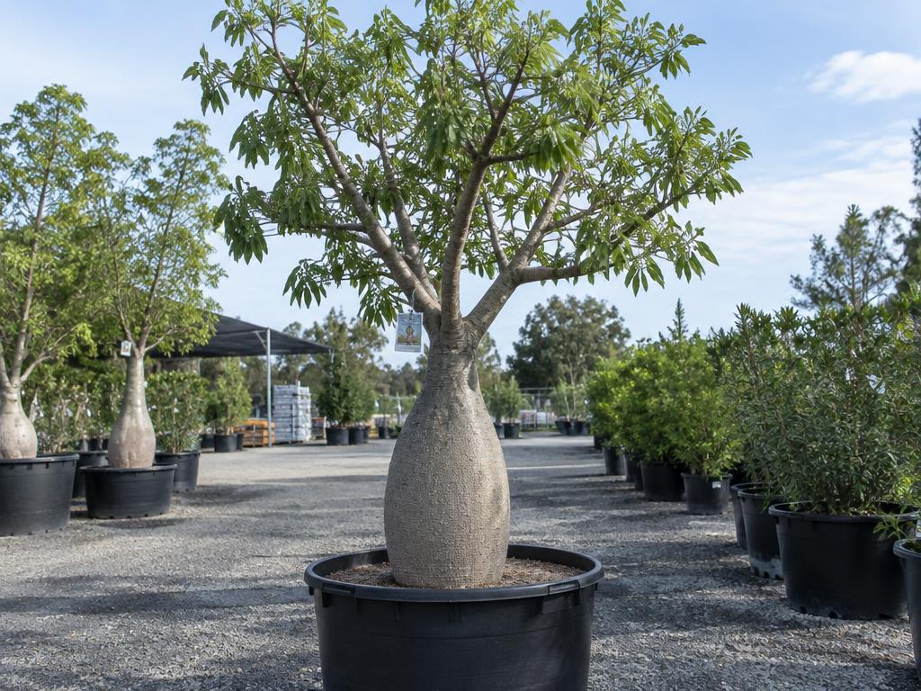 Queensland Bottle Tree
