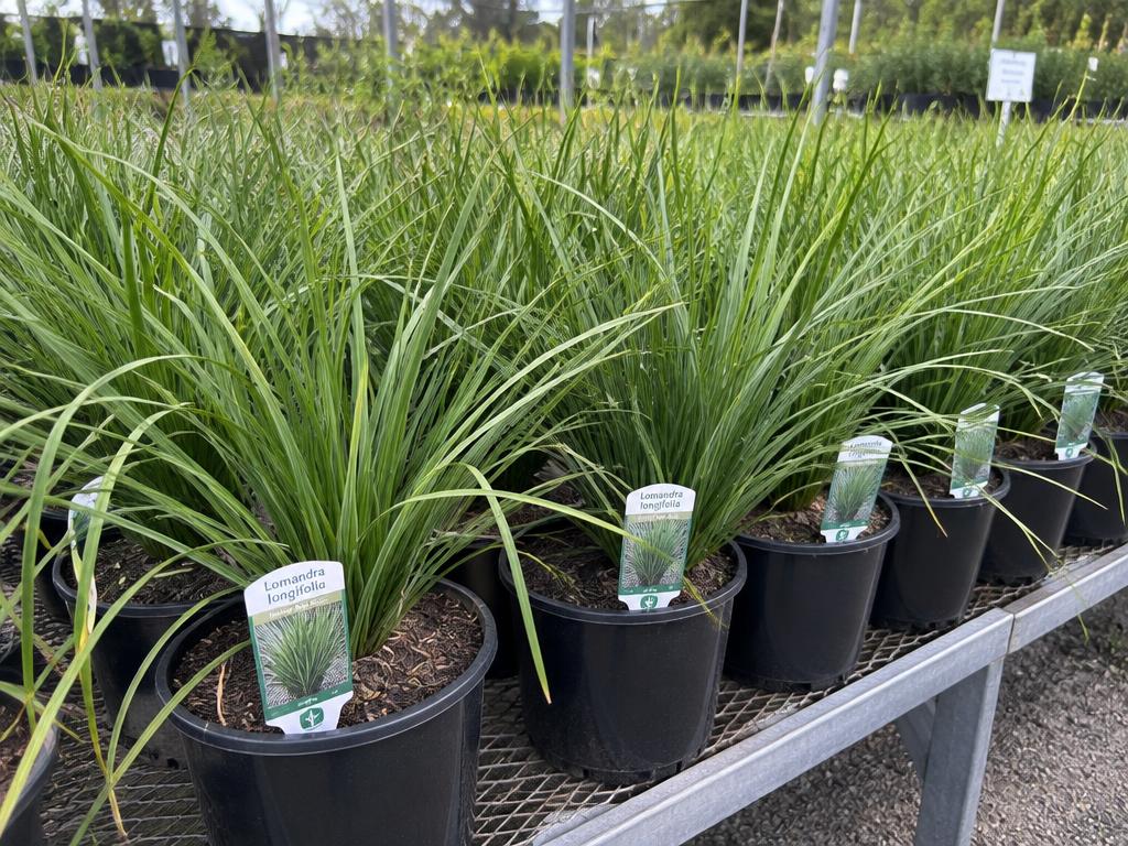 Native Strappy Grass / Mat Rush